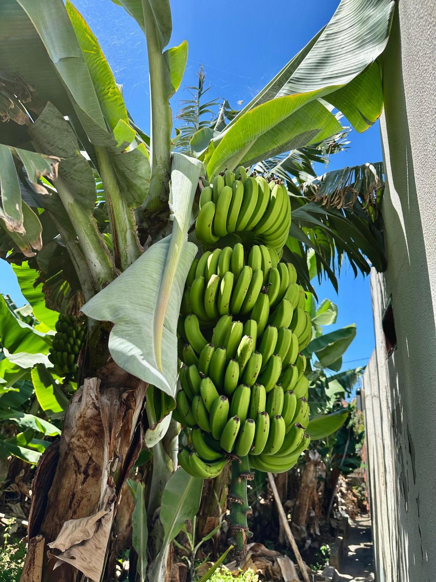 Oasis Suites - Funchal エクステリア 写真